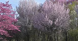 United States National Arboretum
Garden Design
Calimesa, CA