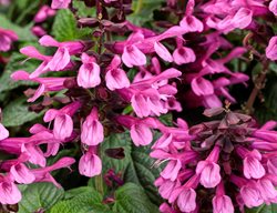 Unplugged Pink Salvia, Salvia Hybrid
Proven Winners
Sycamore, IL