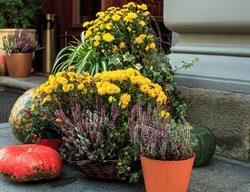 Update Container Gardens For Fall And Winter
Garden Design
Calimesa, CA