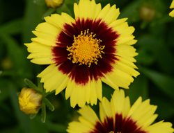 Uptick Yellow And Red Coreopsis, Coreopsis Hybrid
Proven Winners
Sycamore, IL