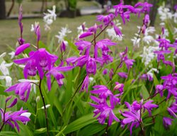 Urn Orchid Plant, Bletilla, Chinese Ground Orchid
Shutterstock.com
New York, NY