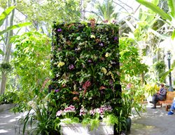 Usbg, Green Wall, Orchids
United Sates Botanic
Washington D.C., DC