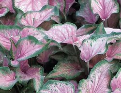 Va Va Violet Caladium, Strap-Leaf Caladium, Tropical Plant
Proven Winners
Sycamore, IL