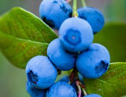 Vaccinium, Blueberry
Garden Design
Calimesa, CA