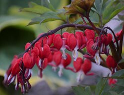 Valentine Bleeding Heart, Dicentra, Old-Fashioned Bleeding Heart
Proven Winners
Sycamore, IL
