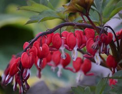 Valentine Bleeding Heart, Dicentra Spectabilis
Proven Winners
Sycamore, IL