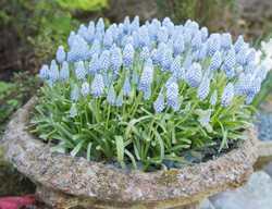 Valerie Finnis Grape Hyacinth, Light Blue Muscari
Shutterstock.com
New York, NY