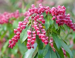 Valley Valentine Pieris, Lily Of The Valley Shrub
Shutterstock.com
New York, NY