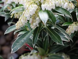 Valley Valentine Pieris, Pieris Japonica
Shutterstock.com
New York, NY