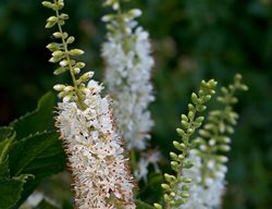 Vanilla Spice Clethra, Summersweet Flowers
Proven Winners
Sycamore, IL
