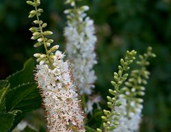Vanilla Spice Clethra, Summersweet Flowers
Proven Winners
Sycamore, IL