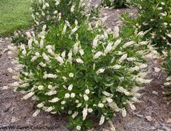 Vanilla Spice Summersweet, Clethra Alnifolia
Proven Winners
Sycamore, IL