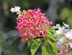 Vanilla Strawberry Hydrangea, Hydrangea Paniculata
Shutterstock.com
New York, NY