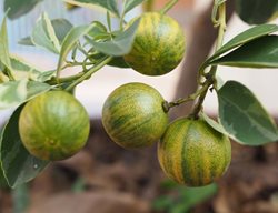 Variegated Calamondin Semi-Dwarf Tree.
Garden Design
Calimesa, CA