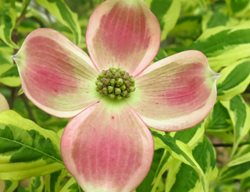 Variegated Dogwood, Stellar Pink
Spring Hill Nurseries
Harrison, OH