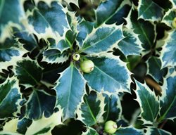 Variegated English Holly, Argentea Marginata
Shutterstock.com
New York, NY