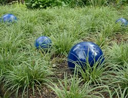 Variegated Japanese Sedge, Carex Morrowii
Ball Horticultural Company
Chicago, IL