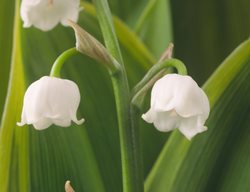 Variegated Lily Of The Valley, Hardwick Hall
Alamy Stock Photo
Brooklyn, NY