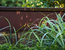 Variegated Miscanthus, Steel Fence
Lillyvilla Gardens
Portland, OR