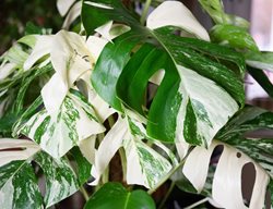 Variegated Monstera, Green And White Monstera
Shutterstock.com
New York, NY