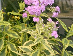 Variegated Phlox, Shockwave
Millette Photomedia
