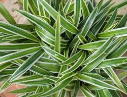 Variegated Spider Plant, Chlorophytum Comosum 'variegatum'
Proven Winners
Sycamore, IL