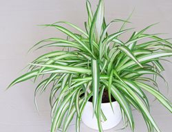 Variegated Spider Plant, Chlorophytum Comosum 'vittatum'
Shutterstock.com
New York, NY