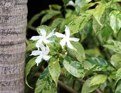 Variegated Star Jasmine, Trachelospermum Jasminoides
Shutterstock.com
New York, NY