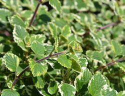 Variegated Swedish Ivy
Shutterstock.com
New York, NY