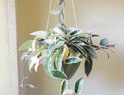 Varietgated Hoya, Hoya Carnosa Variegate, Houseplant
Garden Design
Calimesa, CA