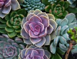 Various Echeveria Succulents
Shutterstock.com
New York, NY