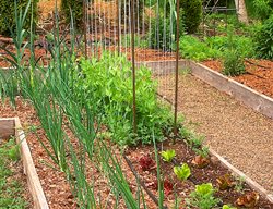 Vegetable Garden Bed, Vegetable Garden
Garden Design
Calimesa, CA