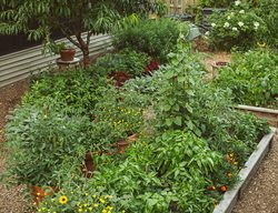 Vegetable Garden & Container
Proven Winners
Sycamore, IL