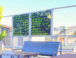 Vegetable Garden
Garden Design
Calimesa, CA