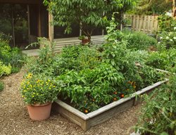 Vegetable Garden, Raised Bed Vegetable Garden
Proven Winners
Sycamore, IL