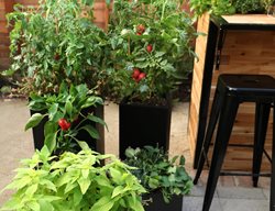 Vegetable Planters, Vegetables In Containers
Proven Winners
Sycamore, IL