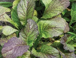 Vegetable Plants
Garden Design
Calimesa, CA