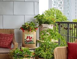 Vegetables In Containers, Balcony Vegetable Garden
Proven Winners
Sycamore, IL