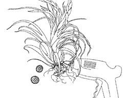 Velcro
Garden Design
Calimesa, CA