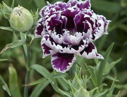 Velvet And Lace Dianthus, Dianthus Flower
Millette Photomedia
