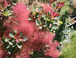 Velvet Fog Smoke Bush, Flower Plume
Proven Winners
Sycamore, IL