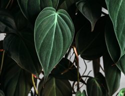 Velvet Leaf Philodendron, Dark Green Leaf, Houseplant
Shutterstock.com
New York, NY