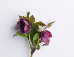 Velvet Lips
Garden Design
Calimesa, CA