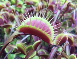 Venus Fly Trap
Garden Design
Calimesa, CA