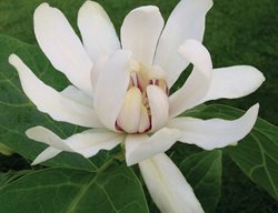 Venus Sweetshrub, Calycanthus Hybrid
Spring Meadow Nursery
Grand Haven, MI