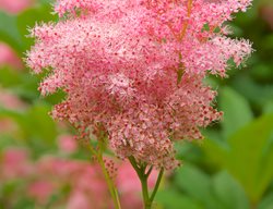Venusta Flower, Filipendula Rubra Venusta, Pink Flower
Garden Design
Calimesa, CA