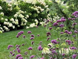 Verbena Bonariensis And Limelight Hydrangeas
Garden Design
Calimesa, CA