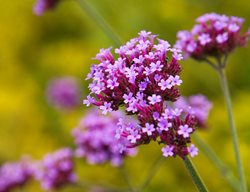 Verbena Bonariensis 
Garden Design
Calimesa, CA