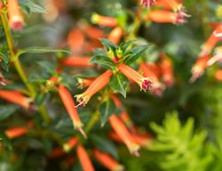 Vermilionaire Cuphea Flowers, Large Firecracker Plant
Proven Winners
Sycamore, IL