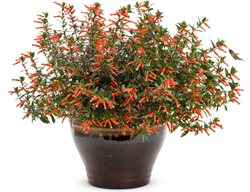 Vermillionaire Cuphea, Cuphea Hybrid, Firecracker Plant
Proven Winners
Sycamore, IL